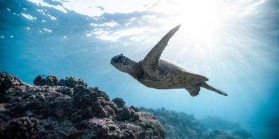 Schildkröte im Meer Coaching - Nancy Madlo
