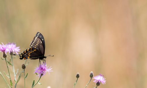 Schmetterling Wiese Hochsensibilität - Wiese